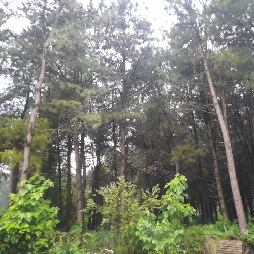 تصویر 12 - ویلا جنگلی سعید (۳) در  ماسال