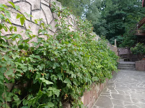 تصویر 20 - آپارتمان جنگلی لوه در گالیکش