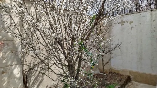 تصویر 8 - ویلا باغچه نقلی  در  چهارباغ