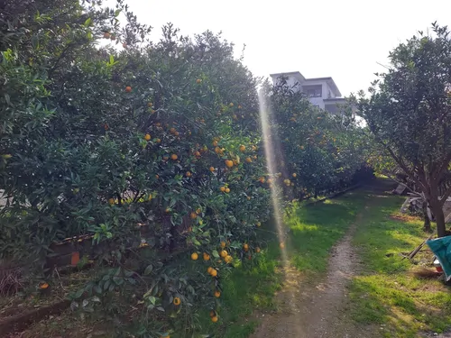 تصویر 9 - کلبه چوبی نقلی در رامسر