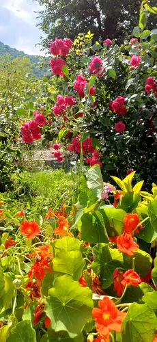 تصویر 18 - ویلا سوئیسی پدری در ماسال