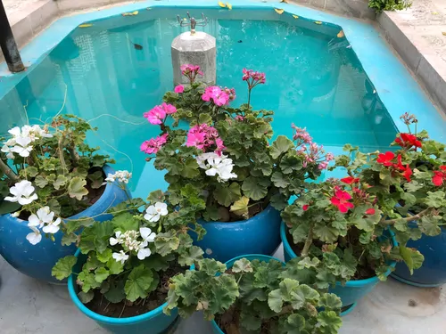 تصویر 3 - هتل سنتی  نبوی (گل افشان) در  قزوین