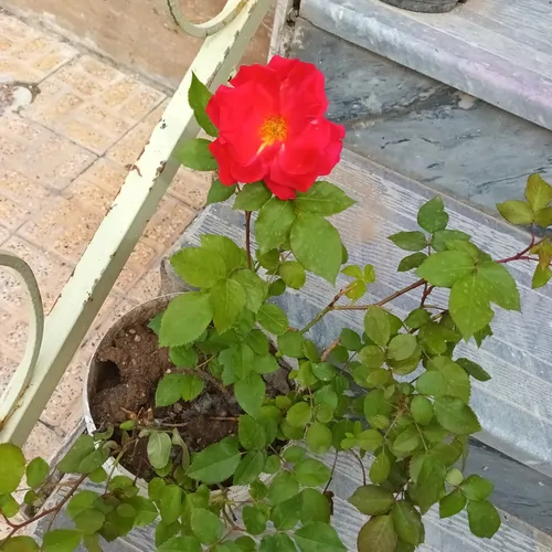تصویر 5 - ویلا ویلا دربستی درسرعین در  سرعین