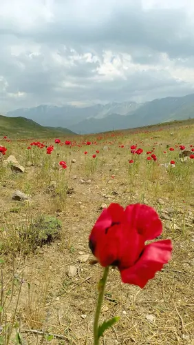 تصویر 5 - آپارتمان هوای خنک با ویوی عالی در  آمل