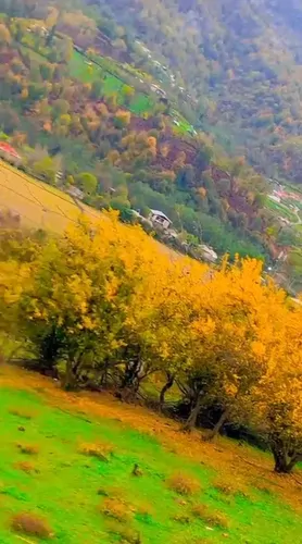 تصویر 4 - کلبه کلبه بسیار تمیز و ارتفاع در دل جنگل در ماسال