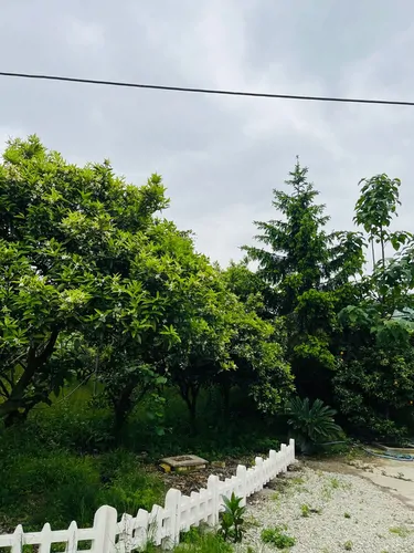 تصویر 19 - ویلا فرهنگ (2) با جکوزی در رامسر