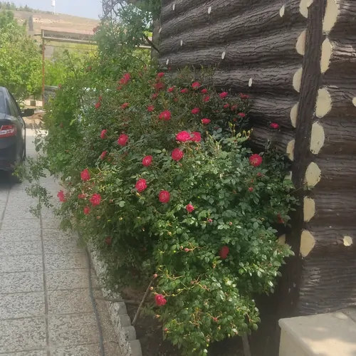 تصویر 3 - خانه خونه باغ در شیراز