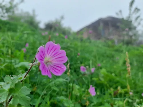 تصویر 33 - اقامتگاه بوم‌گردی جنگلی لوتک در  فیلبند