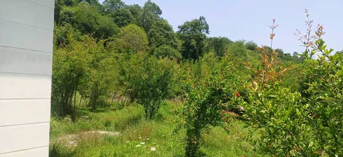 تصویر 21 - ویلا سراکه در ماسال