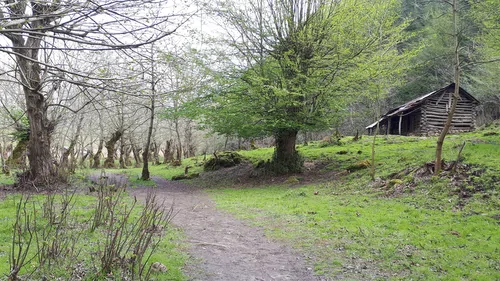 تصویر 34 - ویلا  جنگلی رایان در  شیرگاه