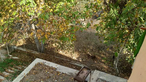 تصویر 14 - ویلا چراغ در سوادکوه