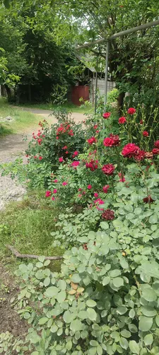 تصویر 17 - ویلا دامون در املش