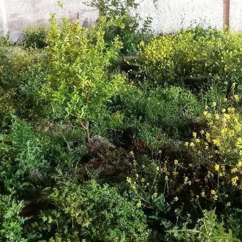 تصویر 2 - ویلا رئوف در دزفول