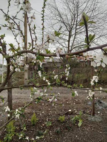 تصویر 9 - ویلا شکوفه بهار در  ماسال