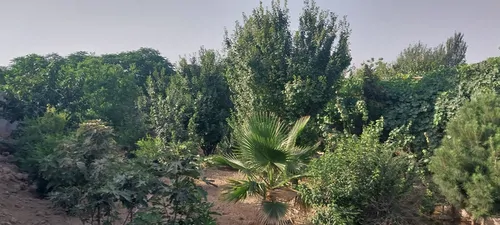 تصویر 4 - ویلا باغچه سعیدآباد استخر دار در ورامین