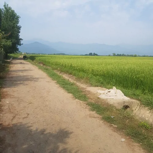 تصویر 14 - ویلا مزرعه  در  ماسال