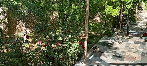 تصویر 27 - ویلا باغ آنیا  در  شیراز