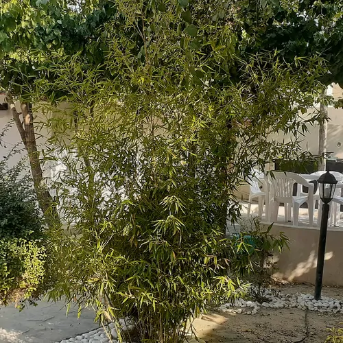 تصویر 2 - ویلا اقاقیا در لواسان