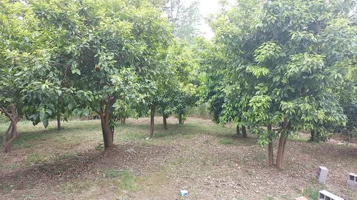 تصویر 2 - ویلا چشم انداز رویایی  در شیرگاه