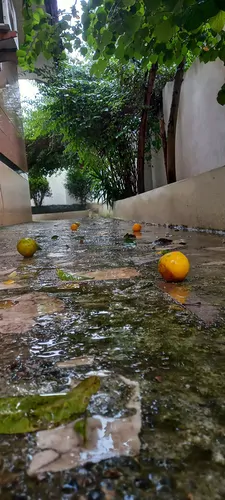 تصویر 21 - ویلا تریپلکس قو سفید در  رشت