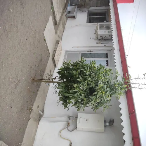 تصویر 2 - ویلا باران  در انزلی