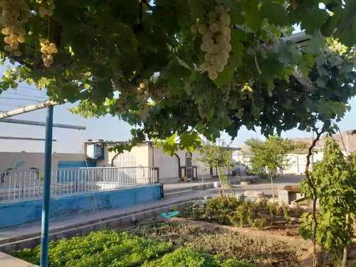 تصویر 3 - ویلا باغ انگور در زرین شهر