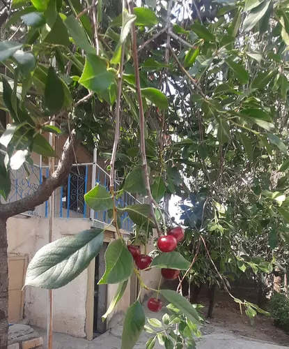 تصویر 5 - ویلا خانه دربستی ویلایی کوهستانی مستقل و بدون مشرف با ویو در  خلخال