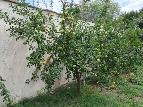 تصویر 9 - ویلا روستایی آتا گیل در  انزلی