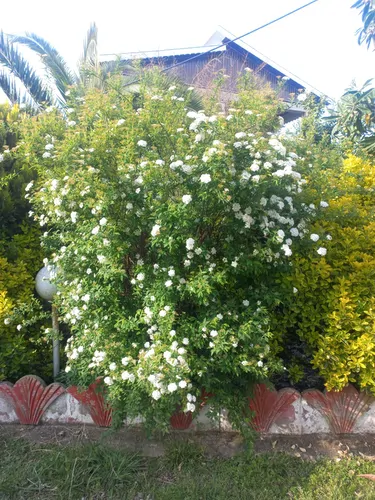 تصویر 11 - ویلا غریبی در ماسال