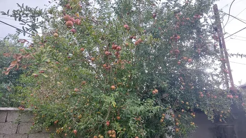 تصویر 17 - ویلا مازیار در فومن