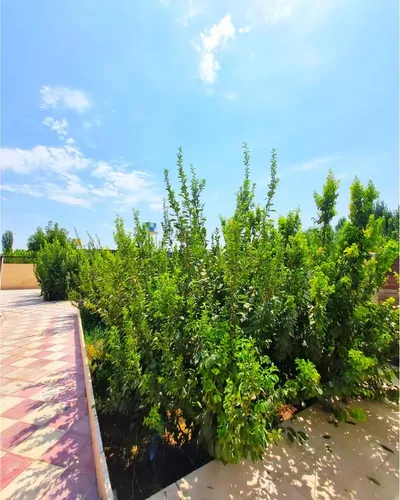 تصویر 2 - ویلا باغ ویلای دوستی  در چهارباغ
