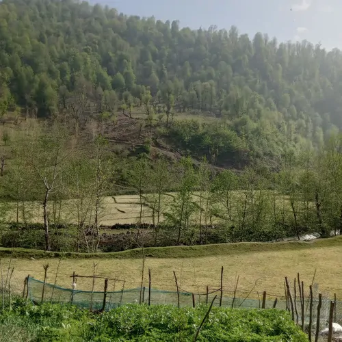 تصویر 8 - ویلا جنگلی جلالی در  ماسال