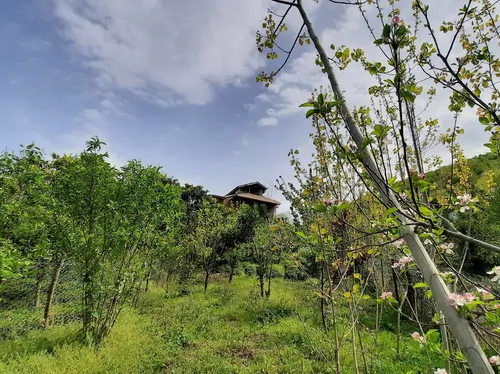 تصویر 11 - کلبه جنگلی باران در  رامسر