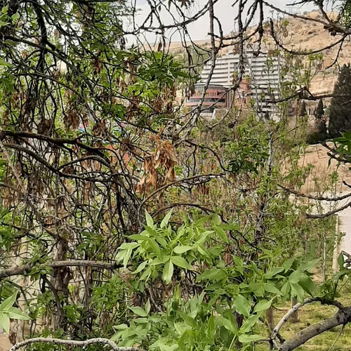 تصویر 3 - خانه ساختمان  در شیراز