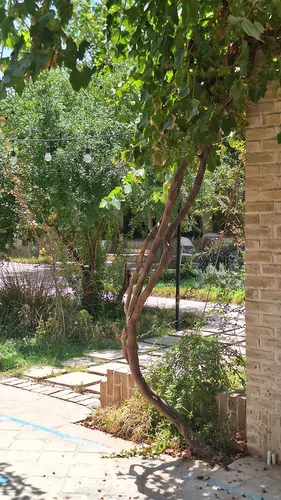 تصویر 62 - اقامتگاه بوم‌گردی طرفه در  سیرجان