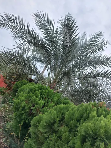 تصویر 4 - ویلا ساحلی دو خواب در زیبا کنار
