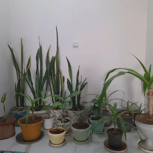 تصویر 8 - خانه پارسه  در  مرودشت