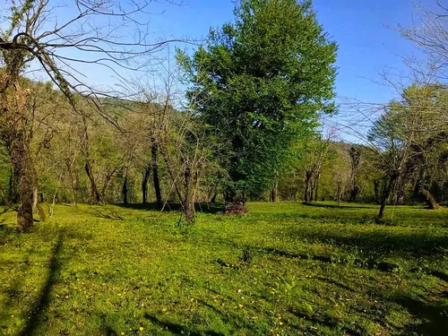 تصویر 24 - کلبه  جنگلی افرا در  شیرگاه