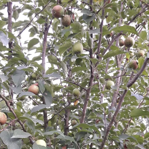 تصویر 2 - روستایی و عشایری بومگردی بهشت نیایش در صومعه‌سرا