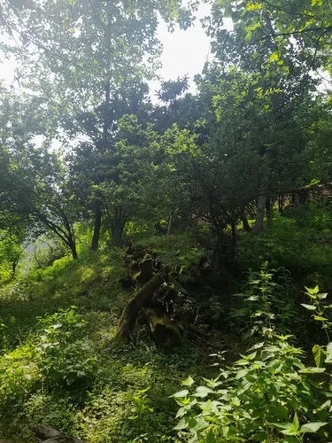 تصویر 19 - ویلا جنگلی فرزاد در  ماسال