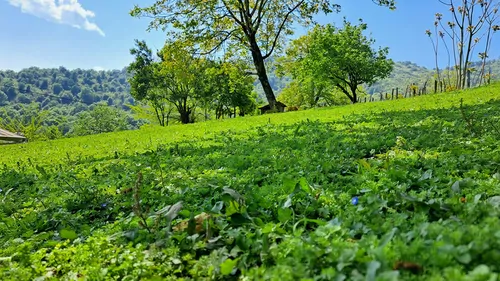 تصویر 5 - ویلا مانیسا در  ماسال