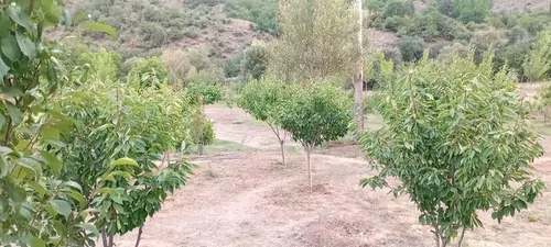 تصویر 2 - کلبه کلبه دوبلکس رابون😍 در دیلمان