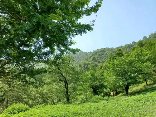 تصویر 13 - ویلا جنگلی آریا در فومن