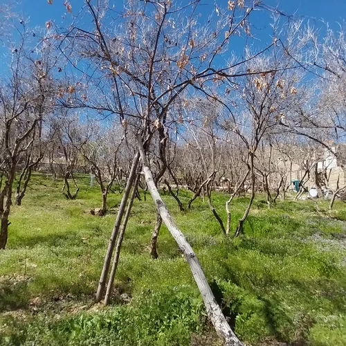 تصویر 4 - ویلا ویلا باغ قلات در شیراز