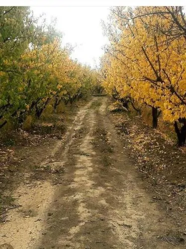 تصویر 5 - اقامتگاه بوم‌گردی عارف خرقانی(2 نفره) در  شاهرود