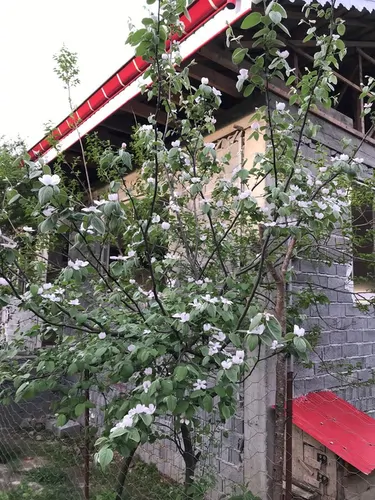 تصویر 2 - ویلا اقامتگاه حسین جعفری در املش