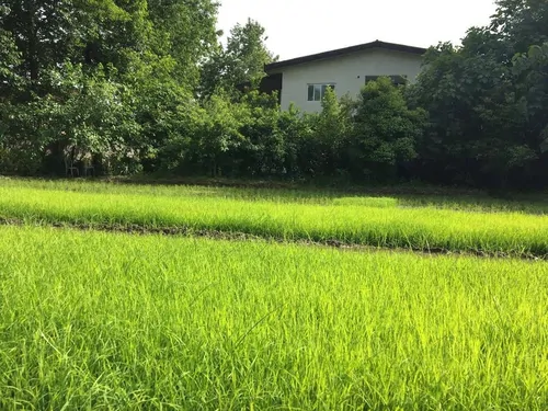 تصویر 14 - ویلا  باغ نیکوکار در  چالوس