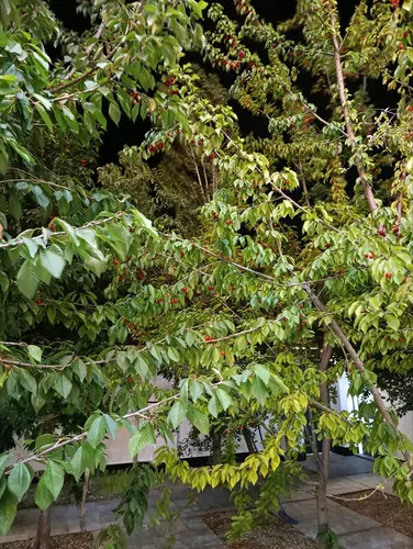 تصویر 2 - ویلا ویلای ۳خواله استخر با باغ میوه در رودهن