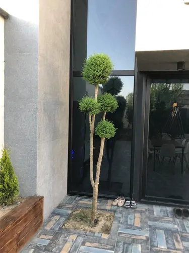 تصویر 27 - ویلا استخردار آبگرم اطلسی با ایرهاکی در سهیلیه