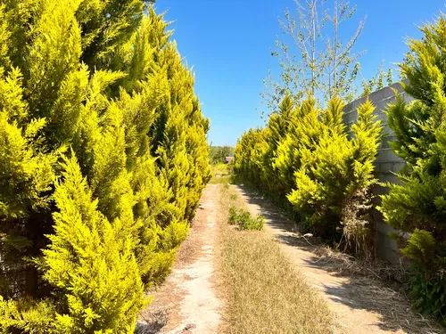 تصویر 14 - کلبه چوبی نعیمی با پینگ پونگ در  خشکبیجار